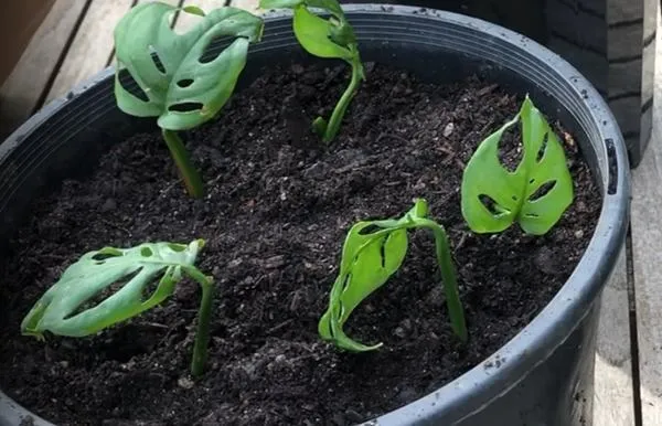 Plant the node in the soil
