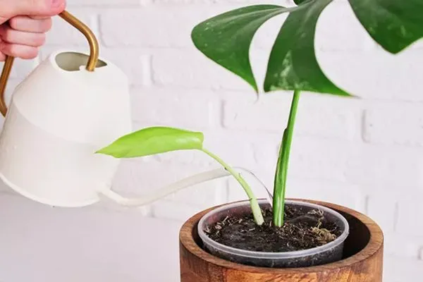 Plant with new branch  