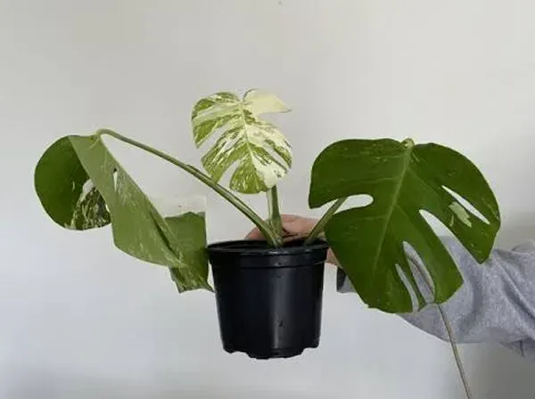 Plant with soil pot. 