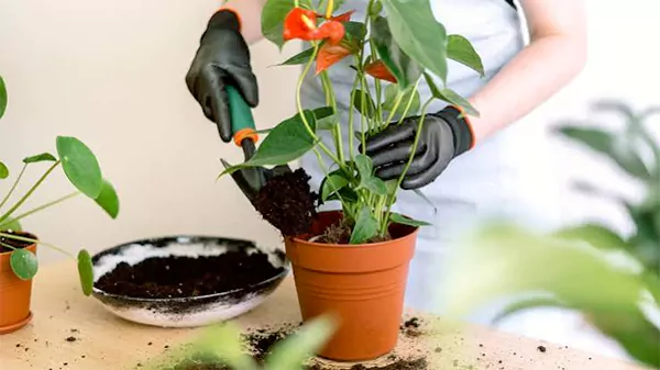 Planting anthurium