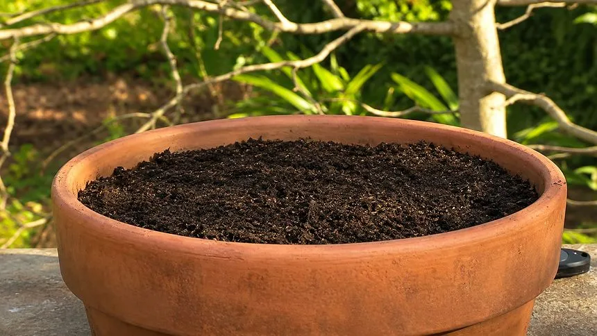 Pot with soil