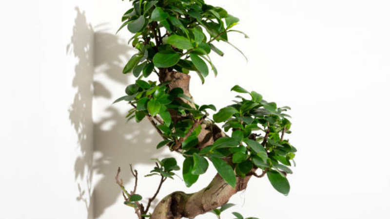 Potted Ginseng Ficus bonsai with glossy foliage