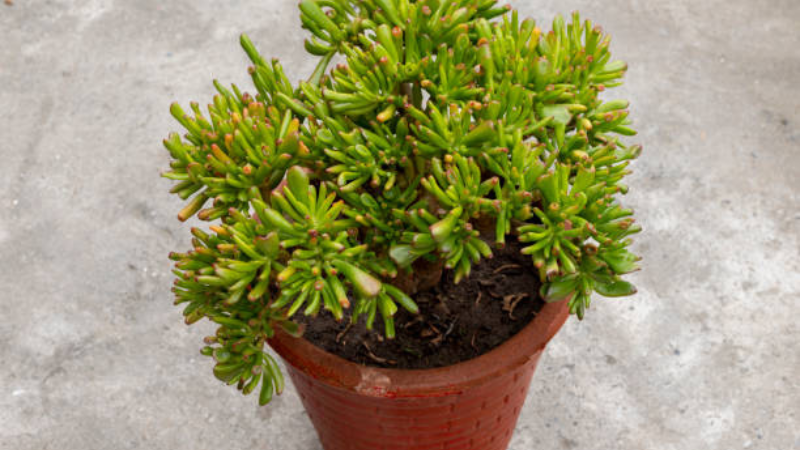 Potted Gollum Jade succulent with vibrant green foliage