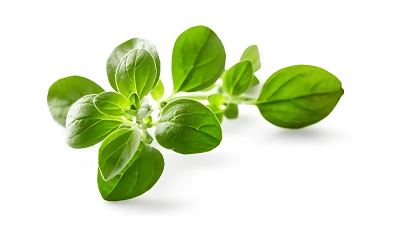 Oregano growing in a decorative container
