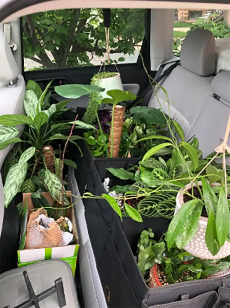 Potted houseplants packed upright in an open box on a car back seat