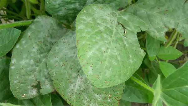 Powdery Mildew