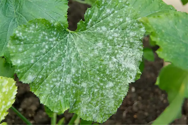 Powdery Mildew