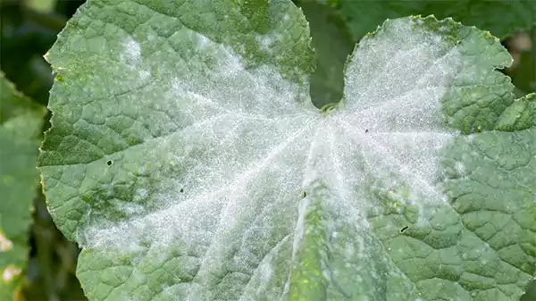 Powdery Mildew