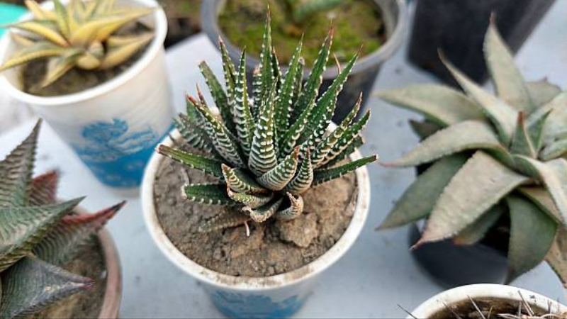 Premium Haworthia houseplant