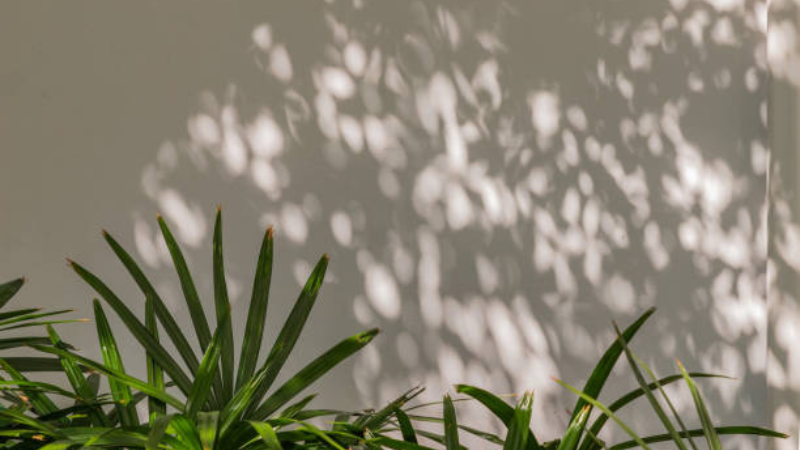 Premium Kentia Palm with graceful arching fronds