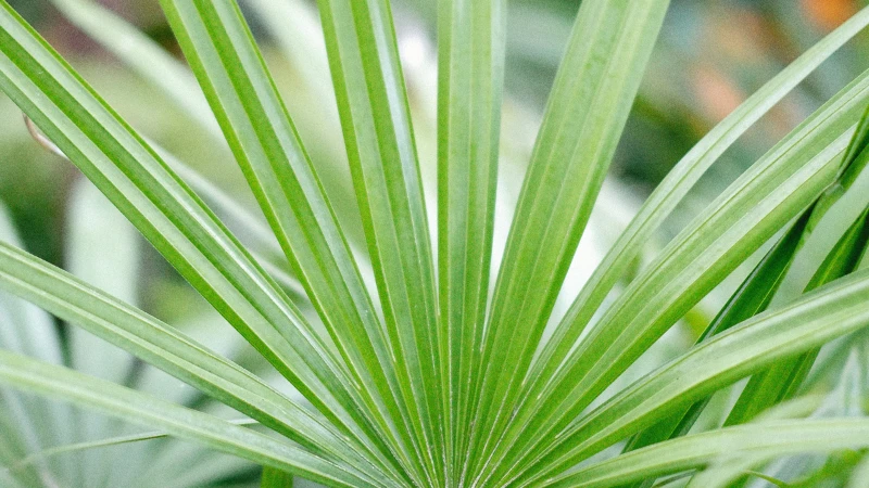 Premium Lady Palm with lush tropical foliage