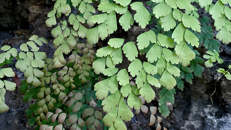 Premium Maidenhair Fern with lush green foliage