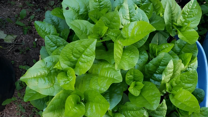 Premium Malabar Spinach with healthy climbing vines