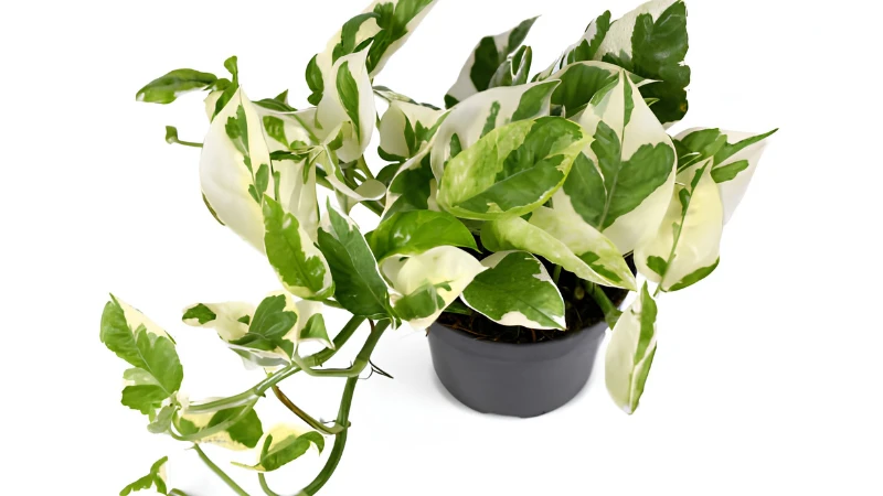 Premium N'Joy Pothos with dense variegated leaves