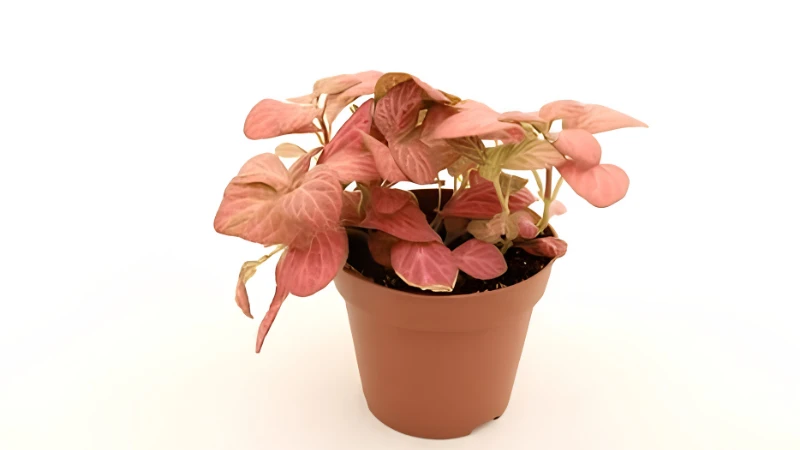 Premium Nerve Plant with healthy veined foliage