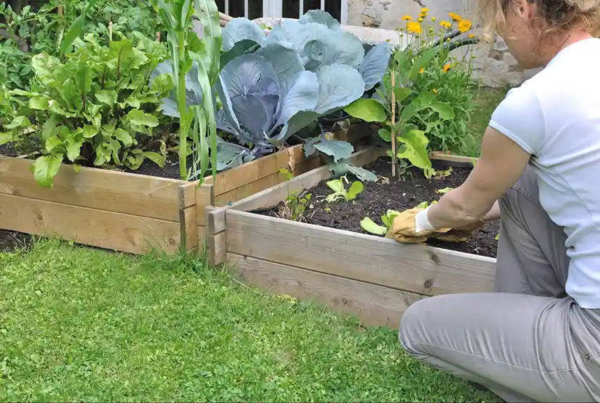 Pressure treated wood for garden beds