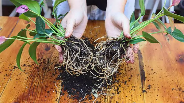 Propagating anthurium