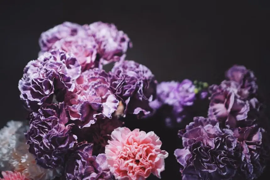 Purple Carnation