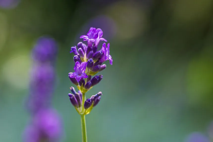 Purple Catmint