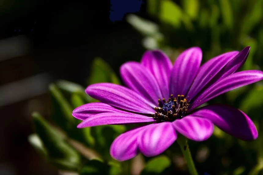Purple Coneflower