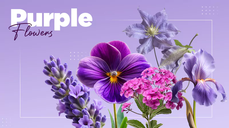 Purple Flowers