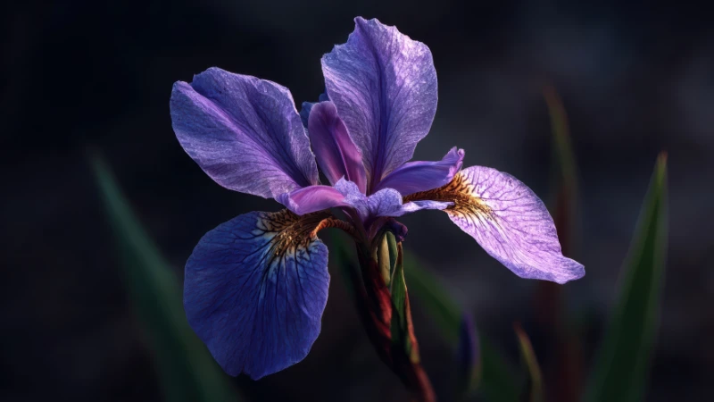 Purple iris bloom in natural setting