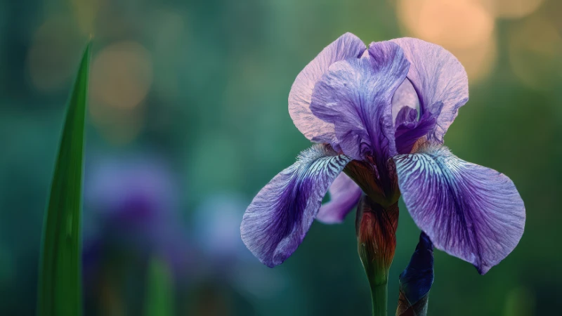Purple iris blooming in garden