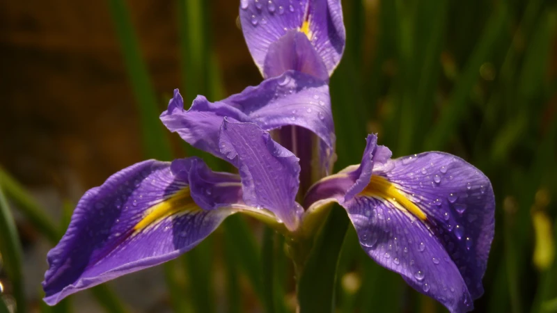 Purple iris flower in bloom