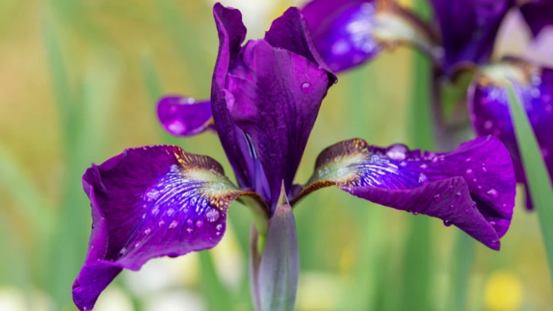 Purple iris flower with delicate petals