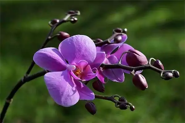 Purple Orchid