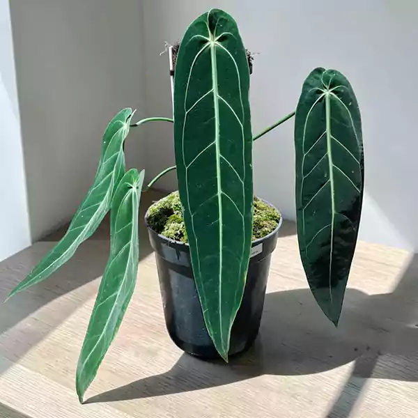 Queen Anthurium