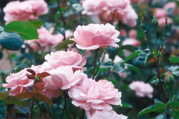 Queen Elizabeth Roses