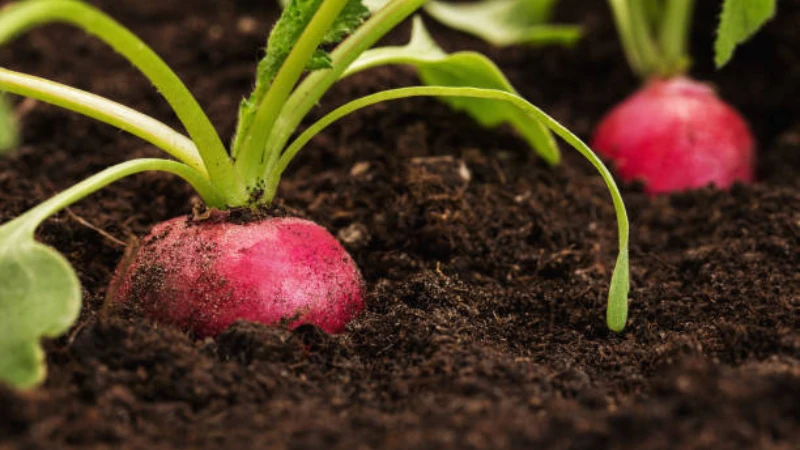 Featured image of Radish plant with crisp red roots and lush green leaves