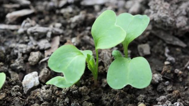 Mature Radish plant with red bulbs