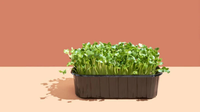 Radish plant growing in raised bed