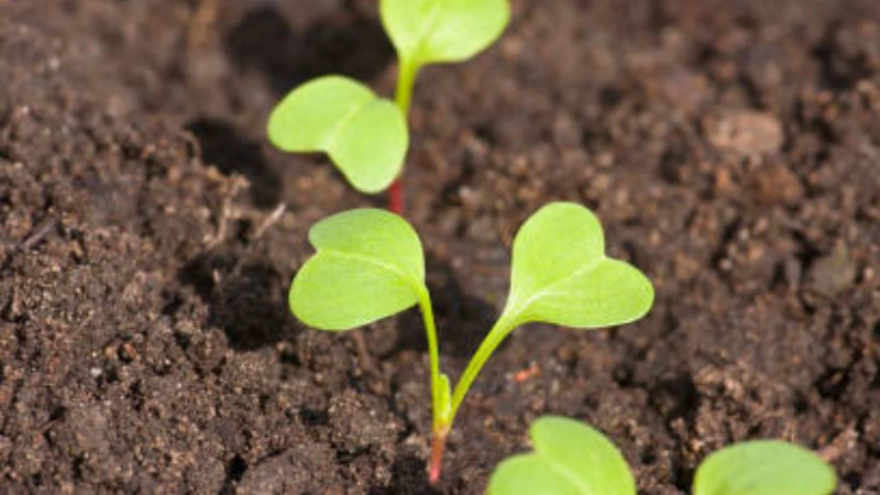 Radish plant featuring lush green foliage