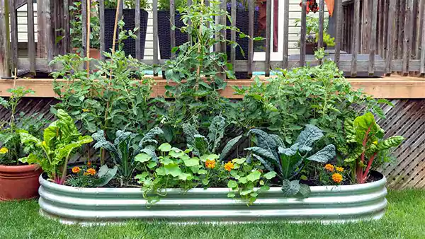 Raised Bed Vegetable Garden