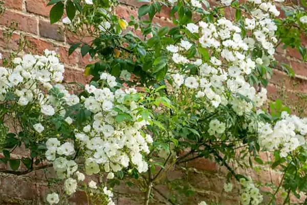 Rambling Rector Rose