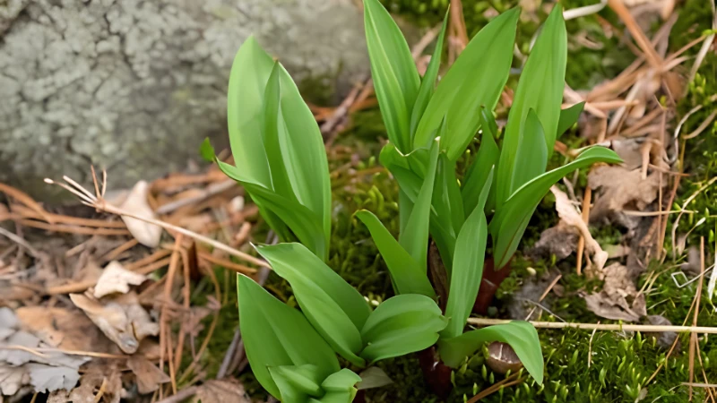 Featured image of Ramps plant with broad green leaves and white bulbs