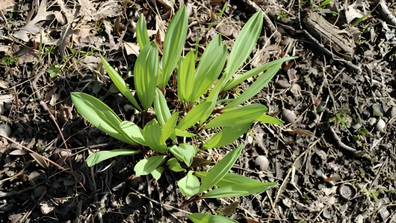 Healthy Ramps plant in natural habitat