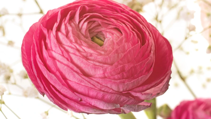 Ranunculus floral bloom