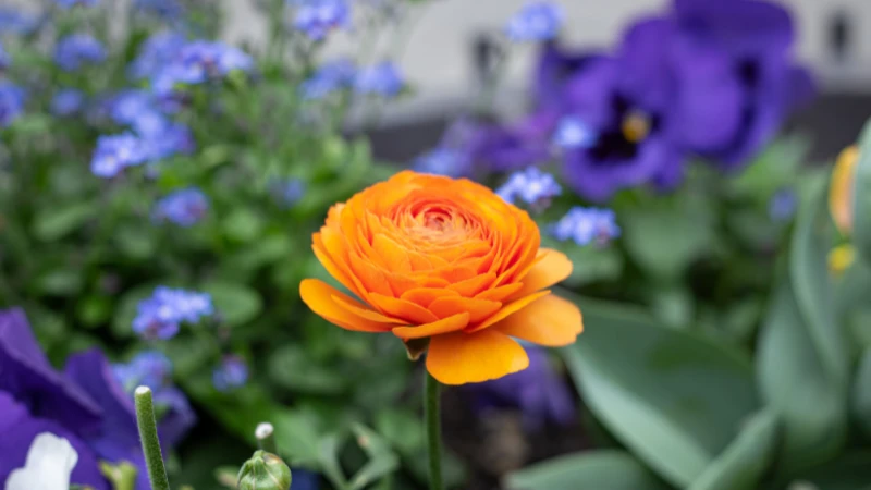 Ranunculus flower in full bloom