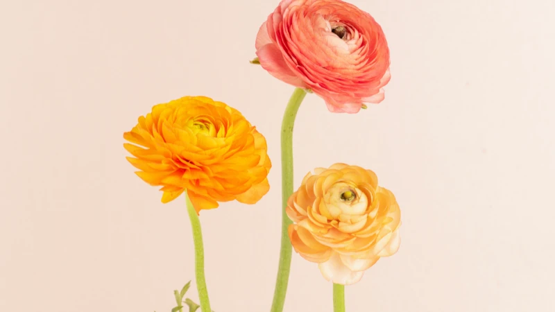 Close-up of a ranunculus flower