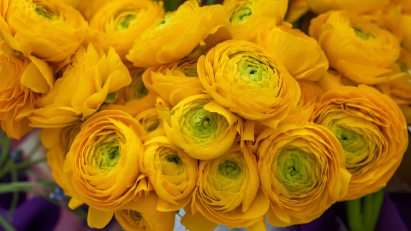 Ranunculus flower with delicate petals