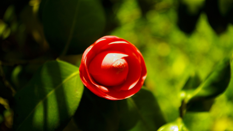 Rare Camellia species Middlemist's Red flower