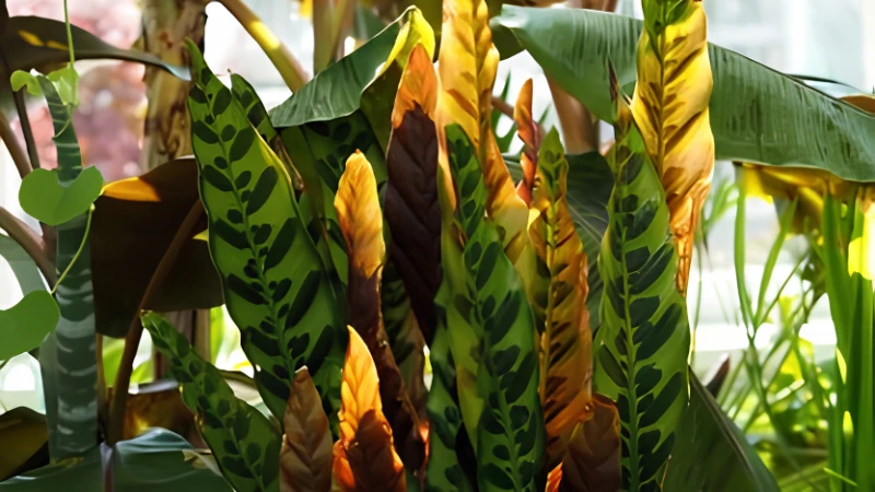 Indoor Rattlesnake Plant in ceramic planter