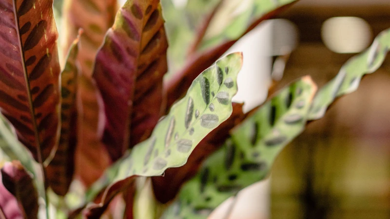 Rattlesnake Plant featuring long patterned green leaves