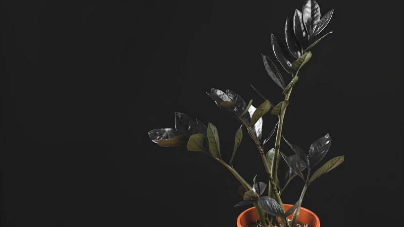 Raven ZZ Plant showing glossy leaf details