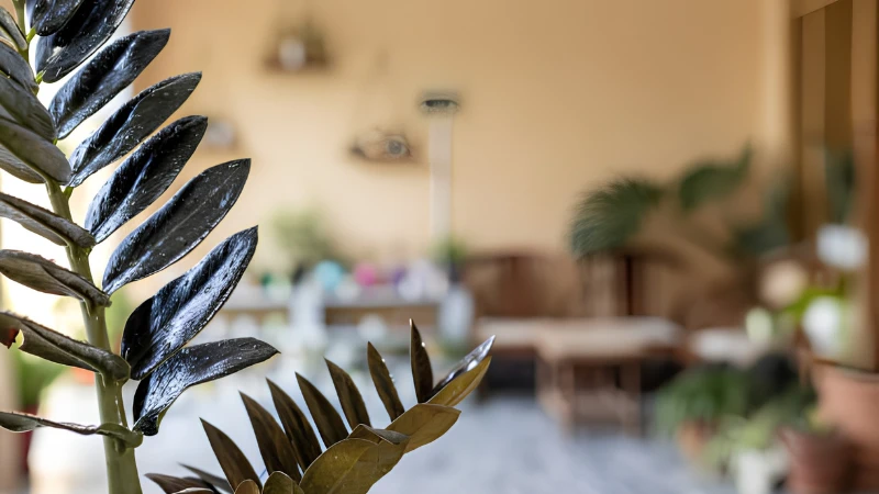 Featured image of Raven ZZ Plant with glossy black foliage