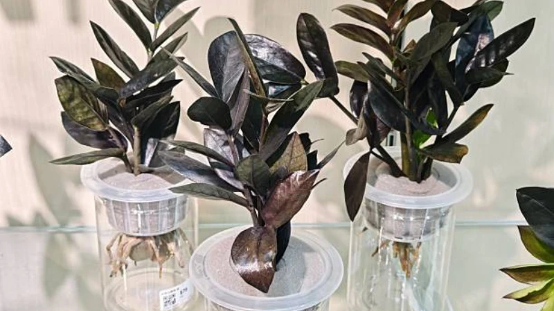 Indoor Raven ZZ Plant with lush foliage